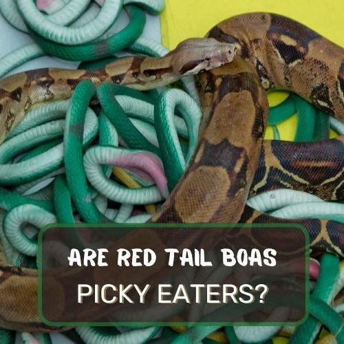 Are Red Tail Boas Picky Eaters?