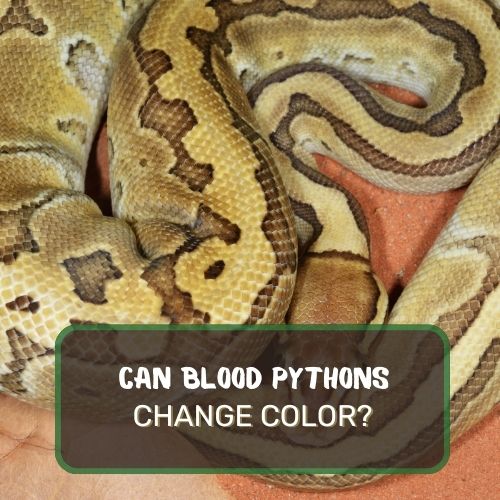 Can A Blood Python Change Color? Its Not What You Think