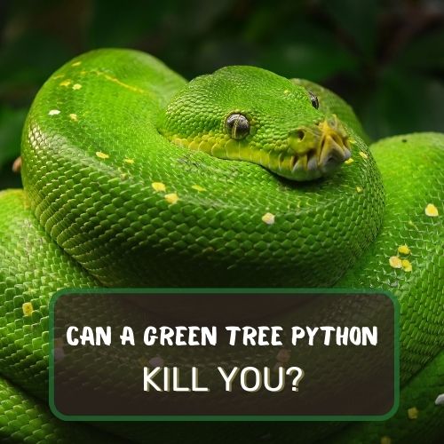 Can A Green Tree Python Kill You? Are They Dangerous?