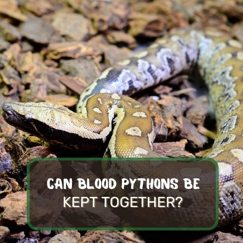Can Blood Pythons Be Kept Together?  Complete Guide