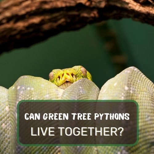 Can Green Tree Pythons Live Together?