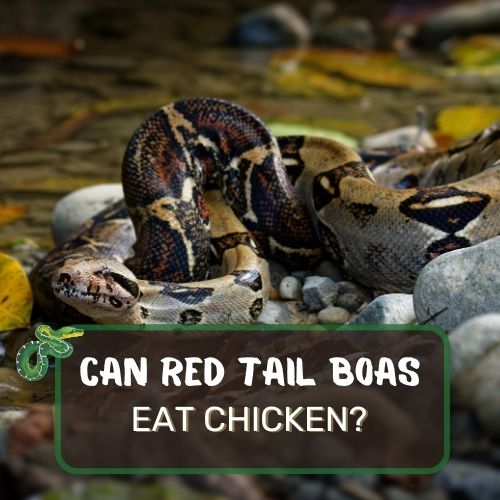 Can Red Tail Boas Eat Chicken? Captivity Vs Wild