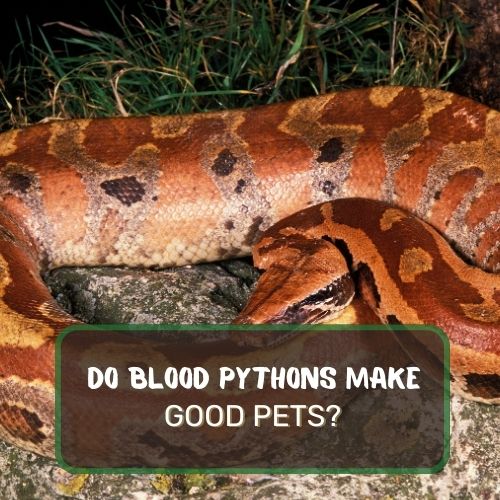 Do Blood Pythons Make Good Pets? Not Beginner Friendly
