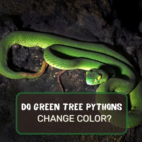 Do Green Tree Pythons Change Color? Only As They Grow