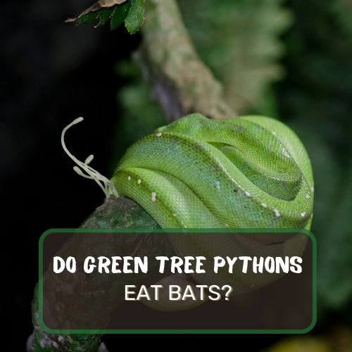 Do Green Tree Pythons Eat Bats? More On Their Diet