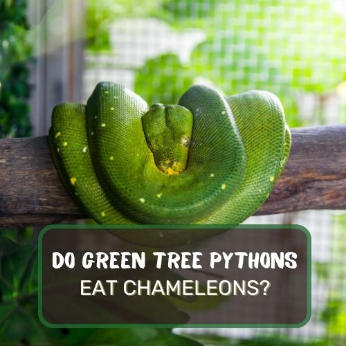 Do Green Tree Pythons Eat Chameleons? Not Really