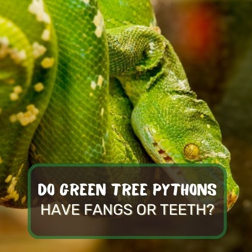 Do Green Tree Pythons Have Fangs Or Teeth?