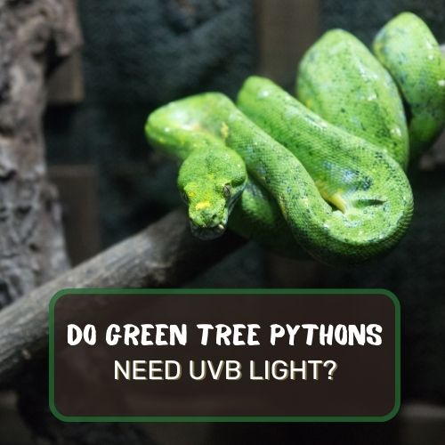 Do Green Tree Pythons Need UVB Light?