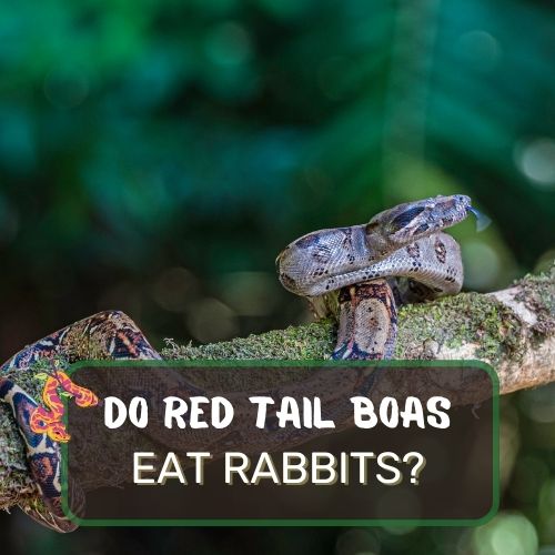Can Red Tail Boas Eat Rabbits? Snake Diet Explained!