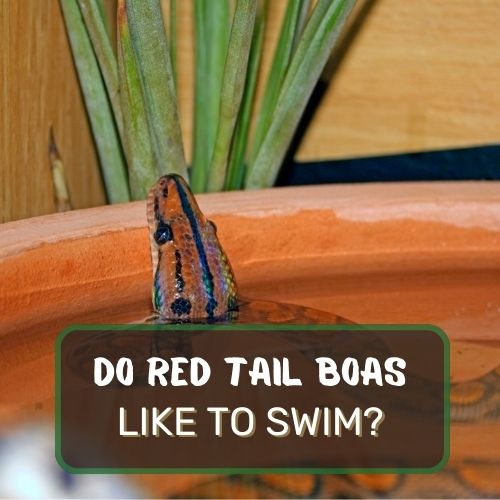 Do Red Tail Boas Like To Swim?