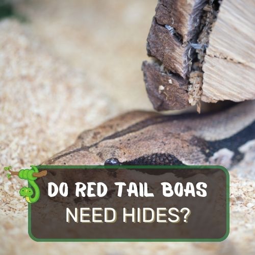 Do Red Tail Boas Need Hides? Boa Constrictor Care