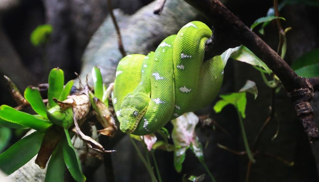 green tree python diet