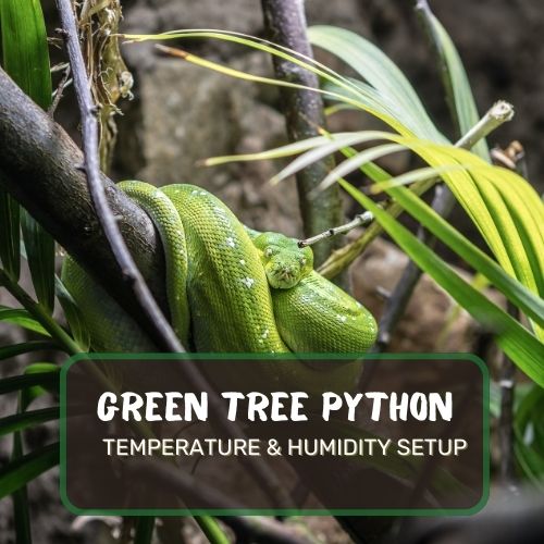 Green Tree Python Temperature And Humidity Setup: What You Should Know