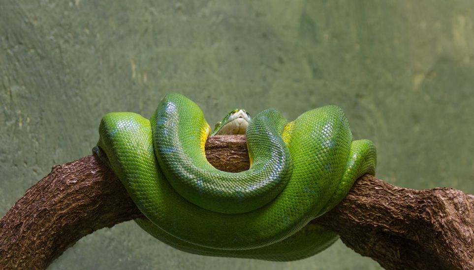 do green tree pythons need uvb light for their enclosure