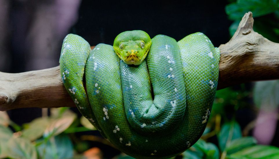 green tree python pet