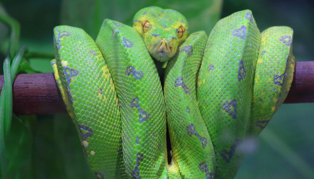do green tree pythons change color