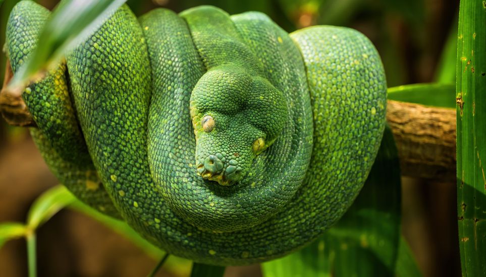 how dangerous are green tree pythons