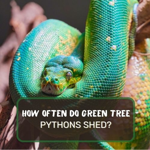 How Often Do Green Tree Pythons Shed?