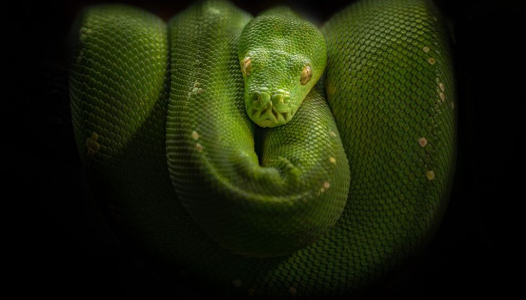 python reproduction