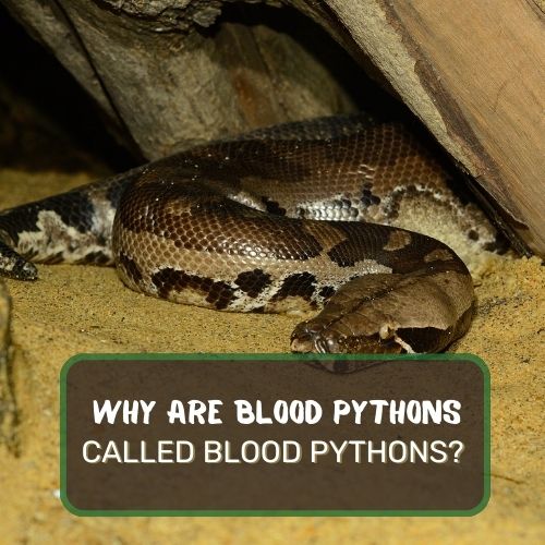 Why Are Blood Pythons Called Blood Pythons?