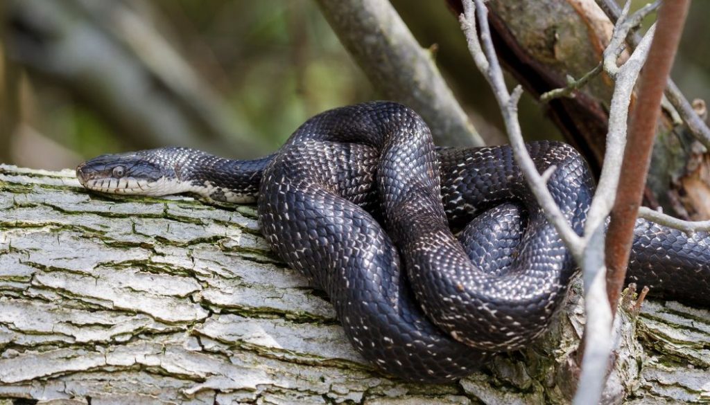 are black rat snakes arboreal