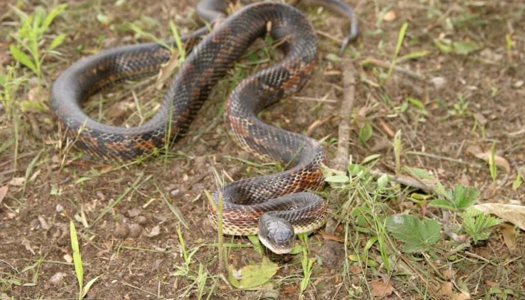 are black rat snakes beginner friendly