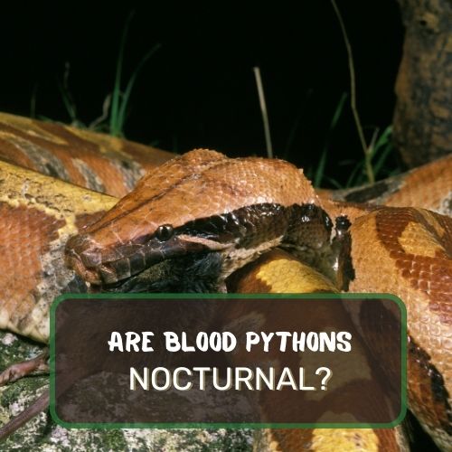 Are Blood Pythons Nocturnal Or During The Day?