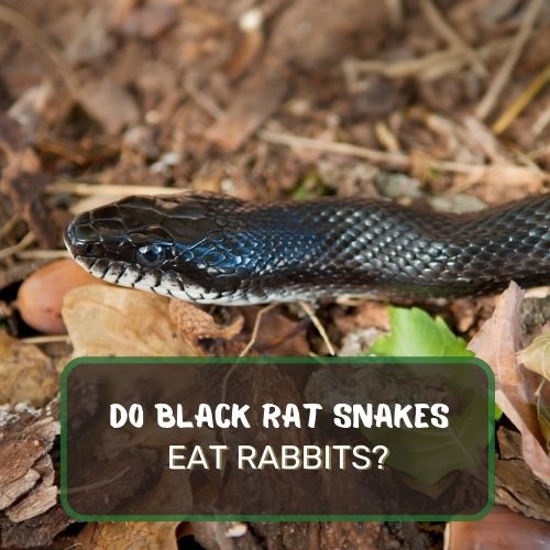 Do Black Rat Snakes Eat Rabbits? More On Their Diet