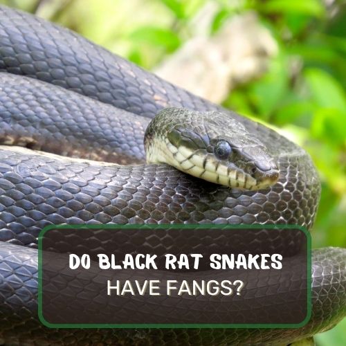 Do Black Rat Snakes Have Fangs? Snake Dentistry Explained