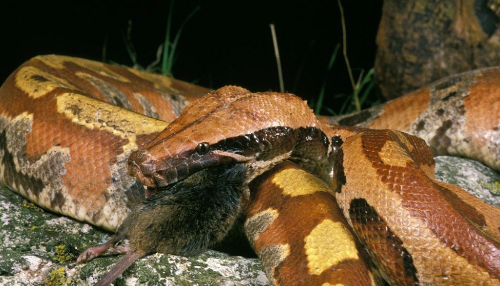 are blood pythons nocturnal