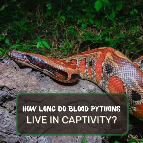 How Long Do Blood Pythons Live In Captivity?